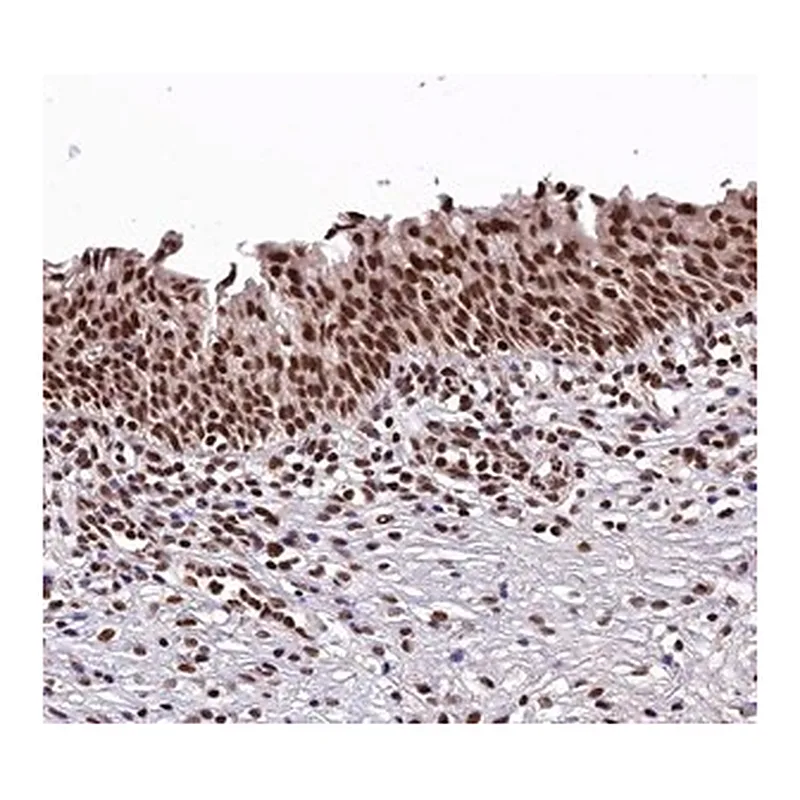 Merck Anti-FAM217B antibody produced in rabbit