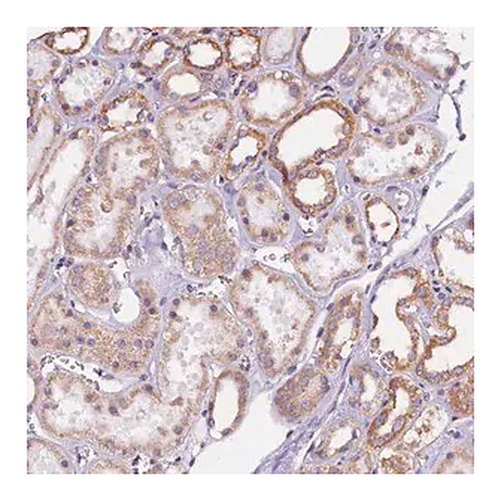 Merck Anti-UACA antibody produced in rabbit