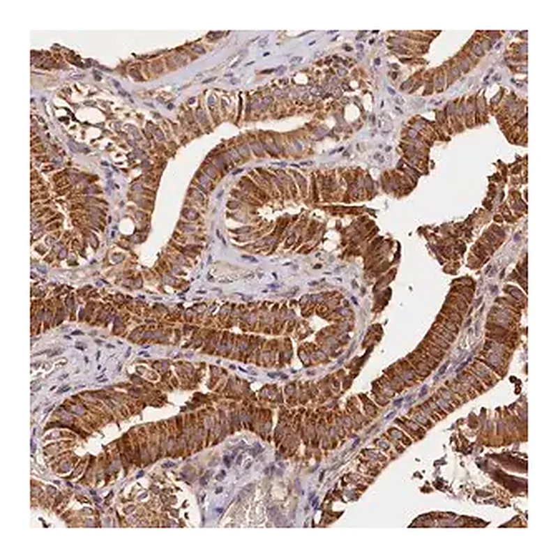 Merck Anti-KPTN antibody produced in rabbit