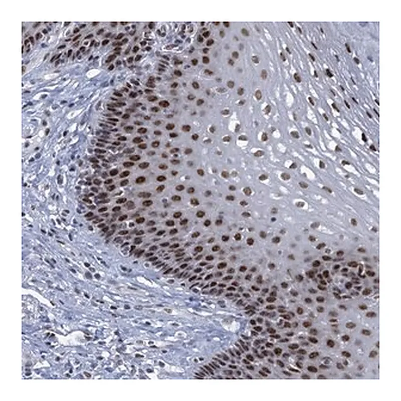 Merck Anti-TTLL9 antibody produced in rabbit