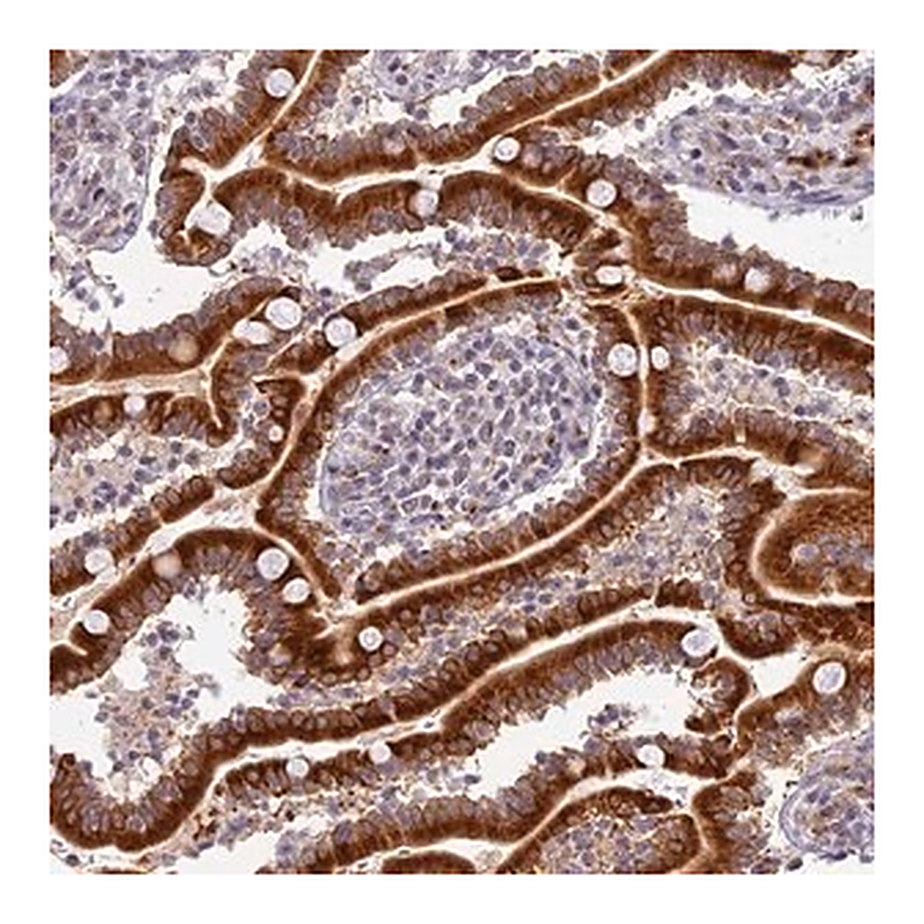 Merck Anti-HeatR5B antibody produced in rabbit