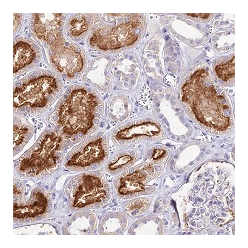 Merck Anti-TMEM78 antibody produced in rabbit