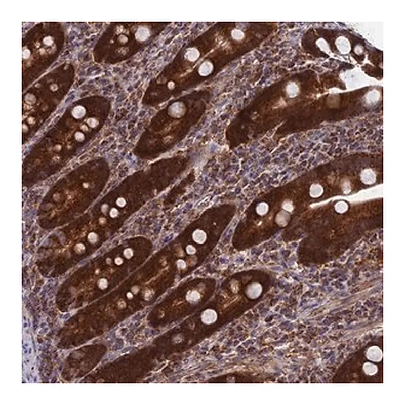 Merck Anti-DTYMK antibody produced in rabbit