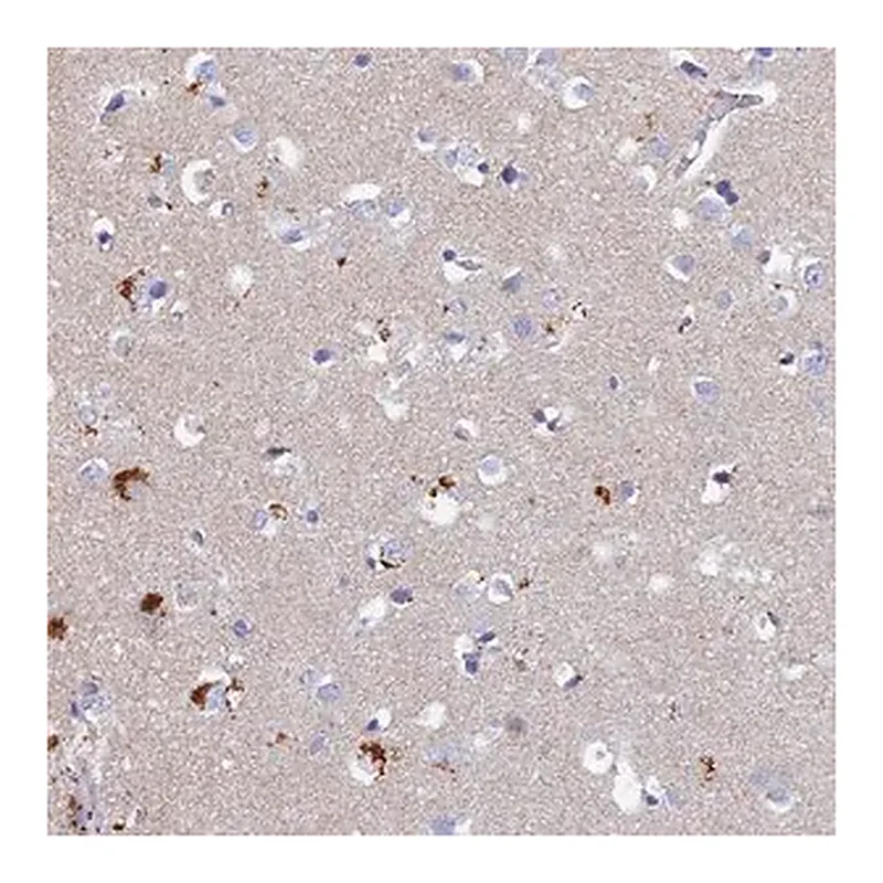 Merck Anti-ACP7 antibody produced in rabbit