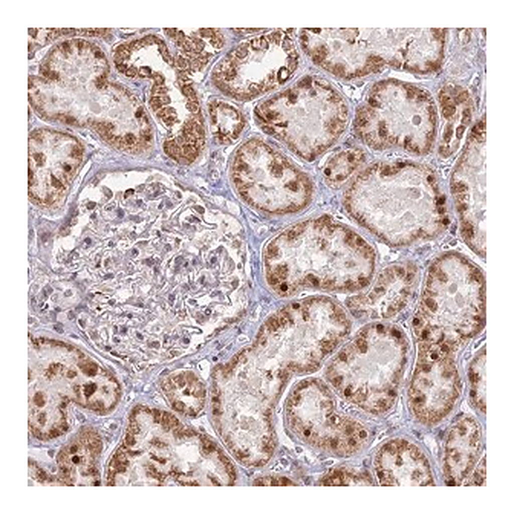 Merck Anti-ARHGAP40 antibody produced in rabbit