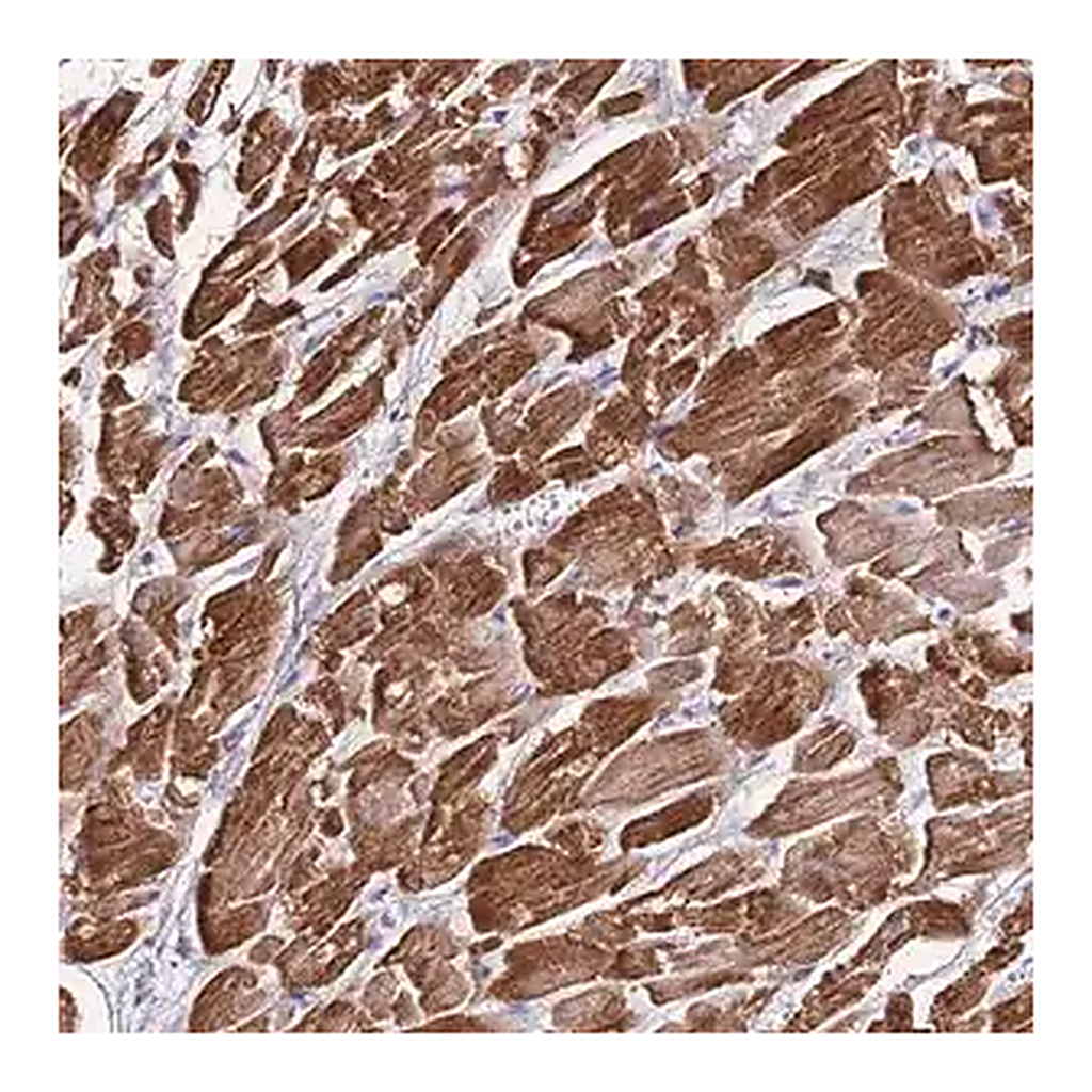 Merck Anti-NLRP9 antibody produced in rabbit