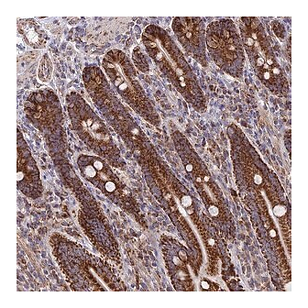 Merck Anti-DTYMK antibody produced in rabbit