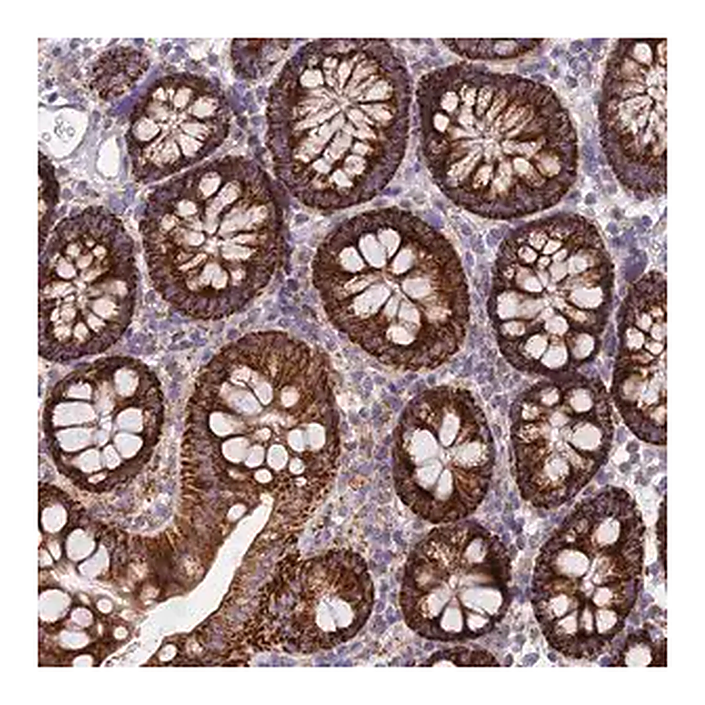 Merck Anti-CSPG4 antibody produced in rabbit