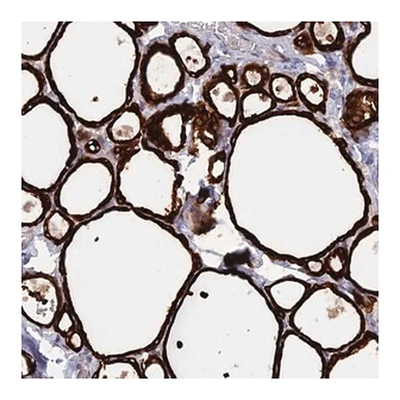 Merck Anti-WDR46 antibody produced in rabbit