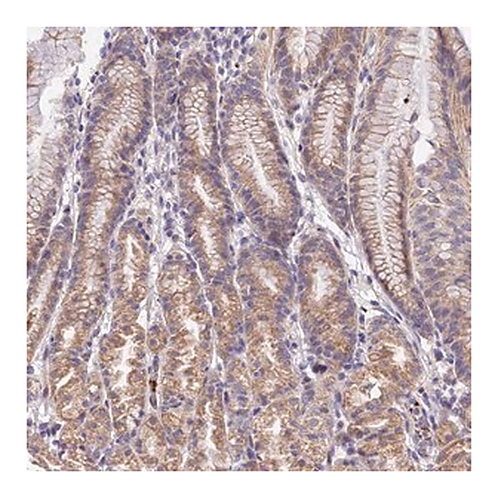 Merck Anti-WDR5B antibody produced in rabbit