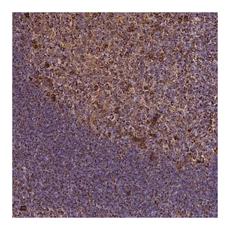 Merck Anti-THUMPD2 antibody produced in rabbit