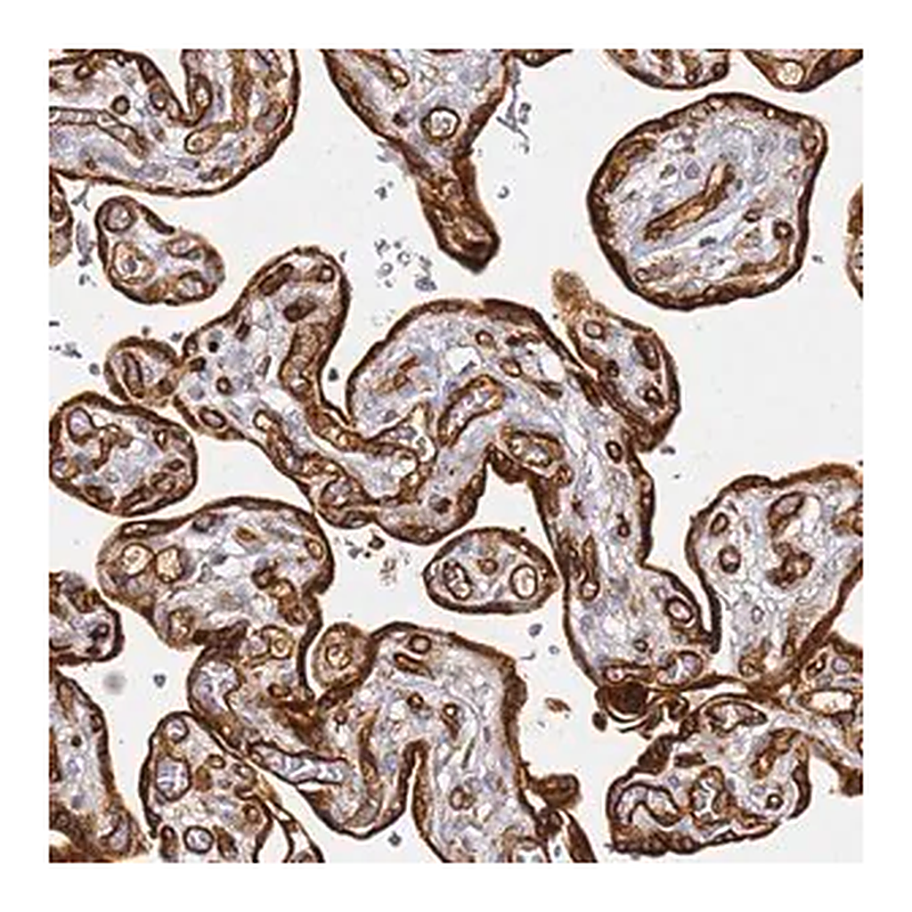 Merck Anti-KIF7 antibody produced in rabbit