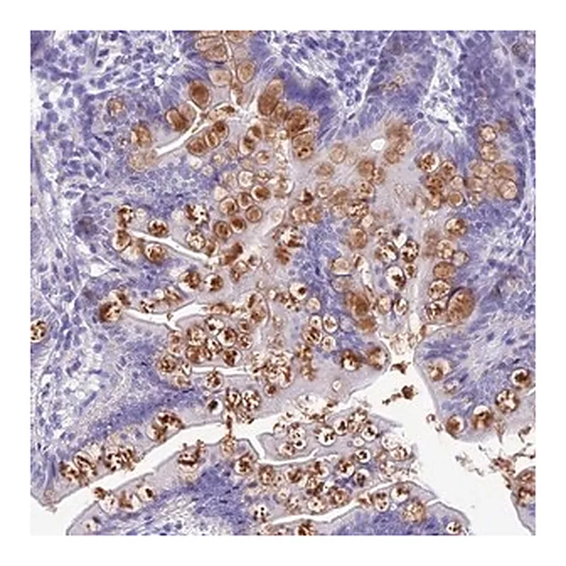 Merck Anti-KDELR3 antibody produced in rabbit