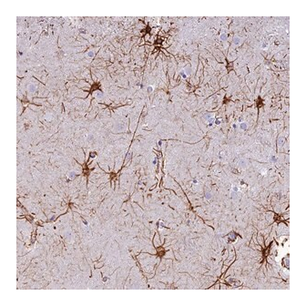 Merck Anti-C17orf67 antibody produced in rabbit