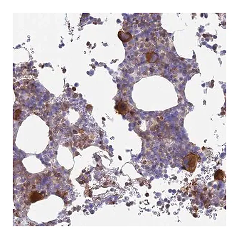Merck Anti-STRN4 antibody produced in rabbit