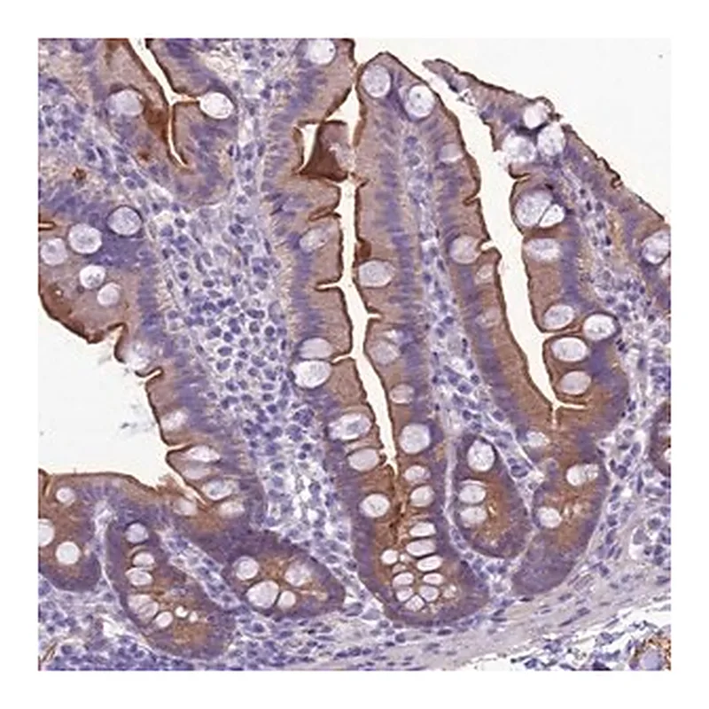 Merck Anti-ANKS4B antibody produced in rabbit