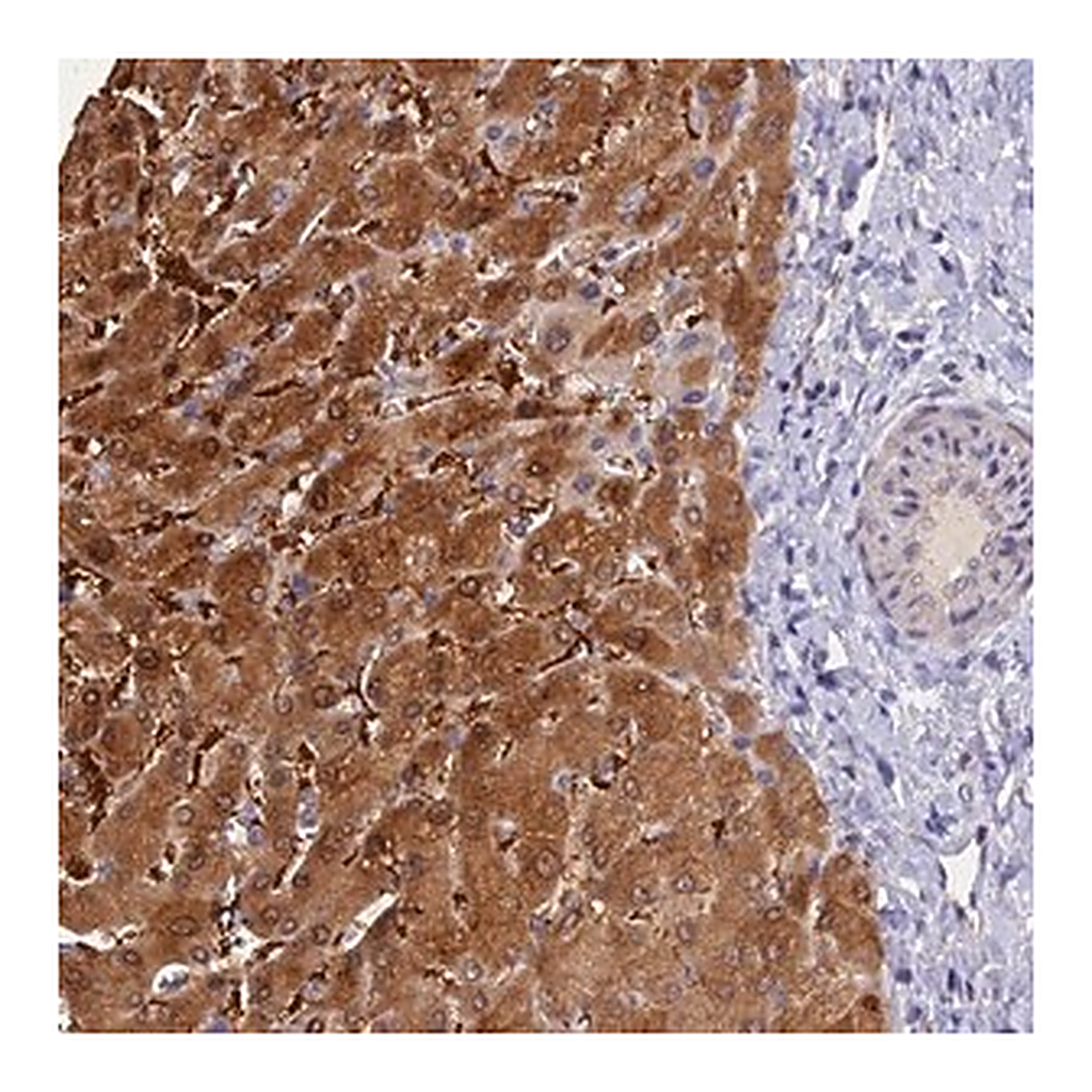 Merck Anti-FZR1 antibody produced in rabbit