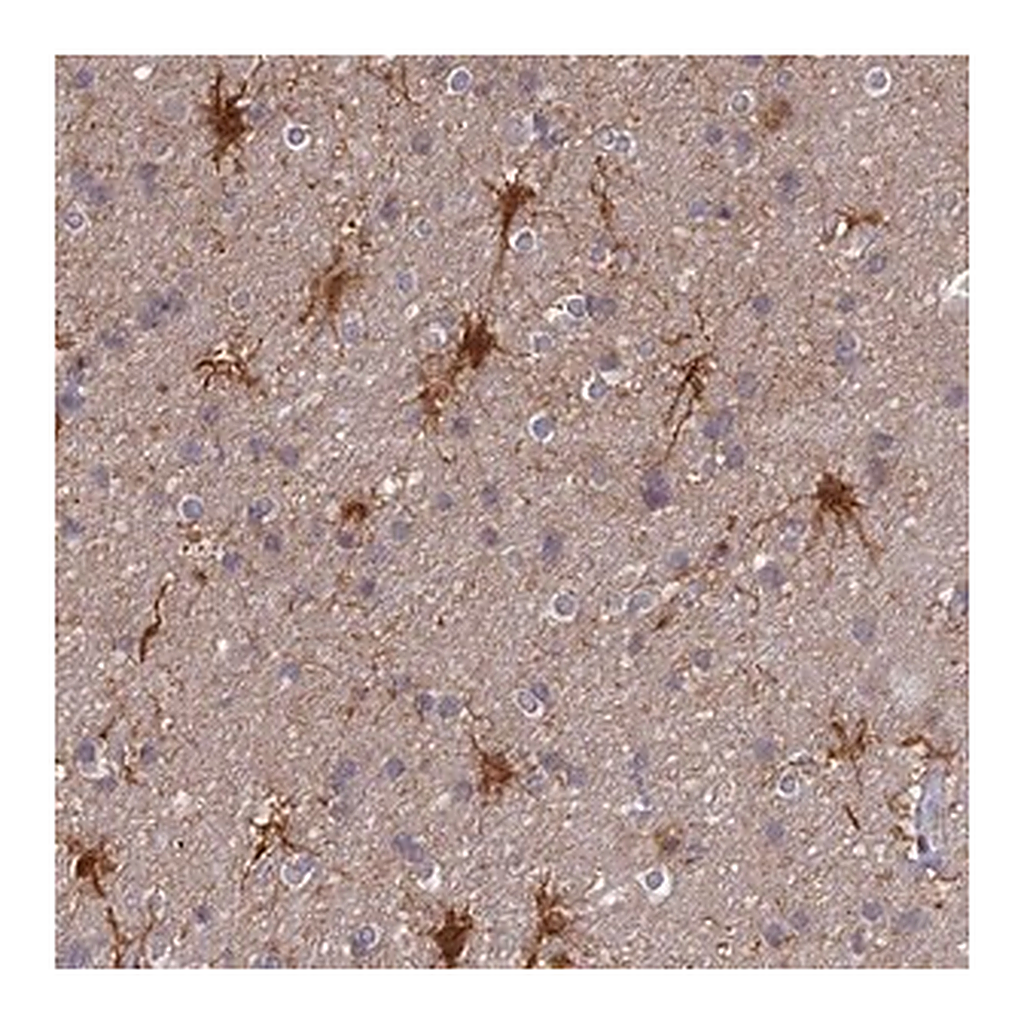 Merck Anti-ELOA2 antibody produced in rabbit