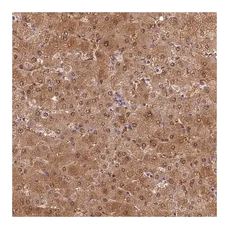 Merck Anti-SLC25A41 antibody produced in rabbit