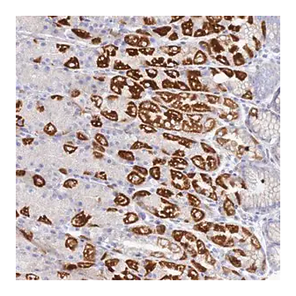 Merck Anti-DHX34 antibody produced in rabbit