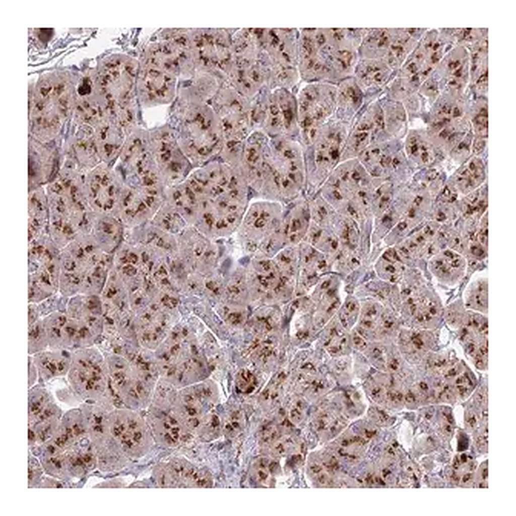 Merck Anti-HS2ST1 antibody produced in rabbit