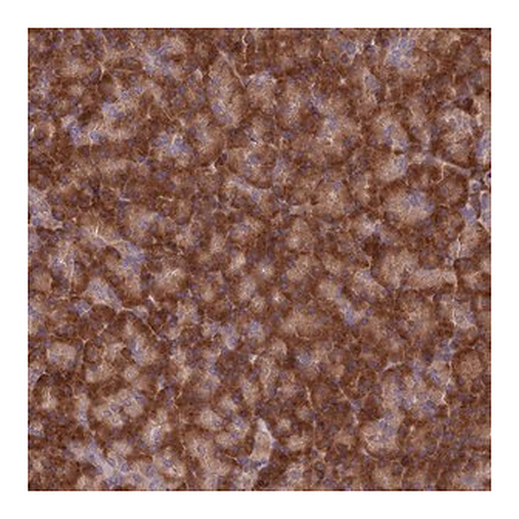 Merck Anti-EXOC3L4 antibody produced in rabbit