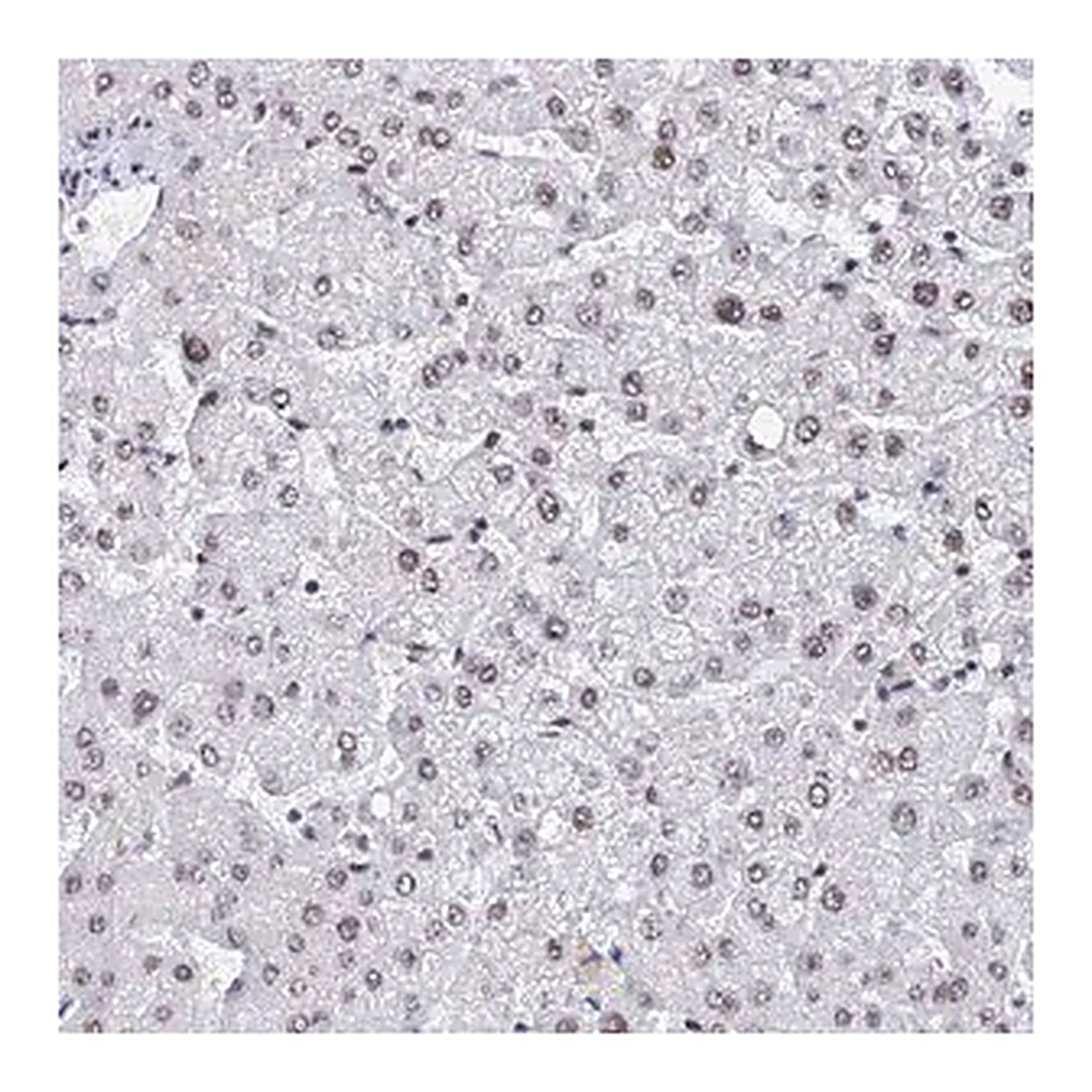 Merck Anti-GMNC antibody produced in rabbit