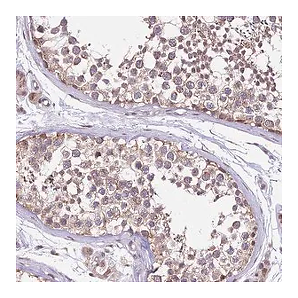 Merck Anti-C4orf47 antibody produced in rabbit