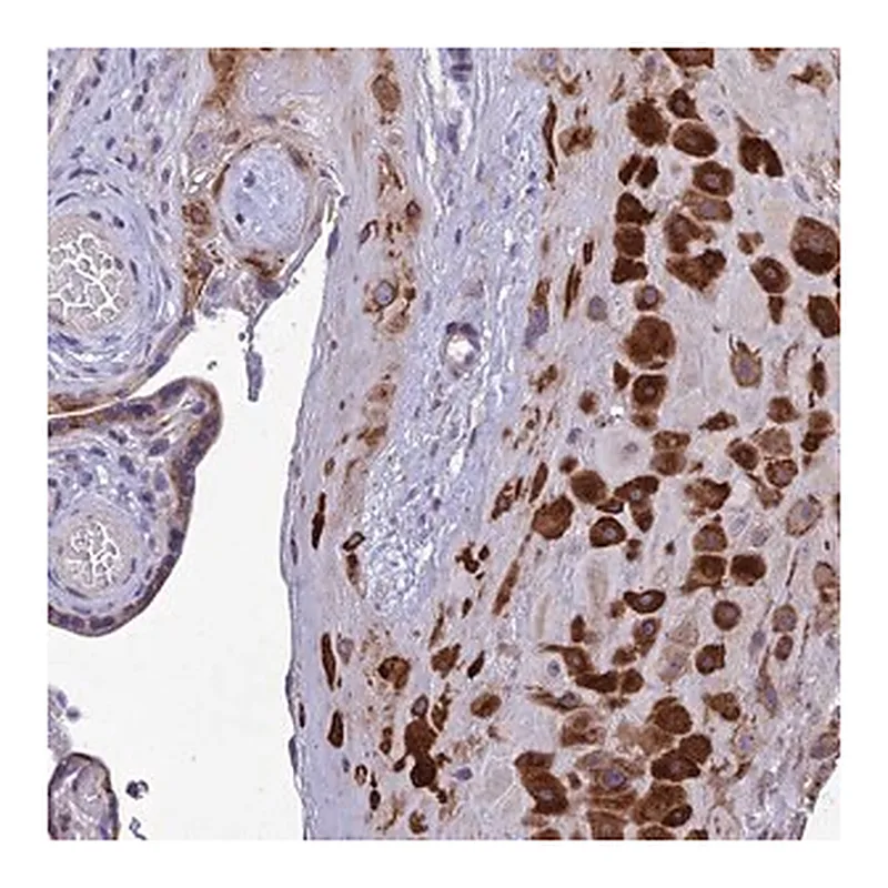 Merck Anti-ADIPOR2 antibody produced in rabbit