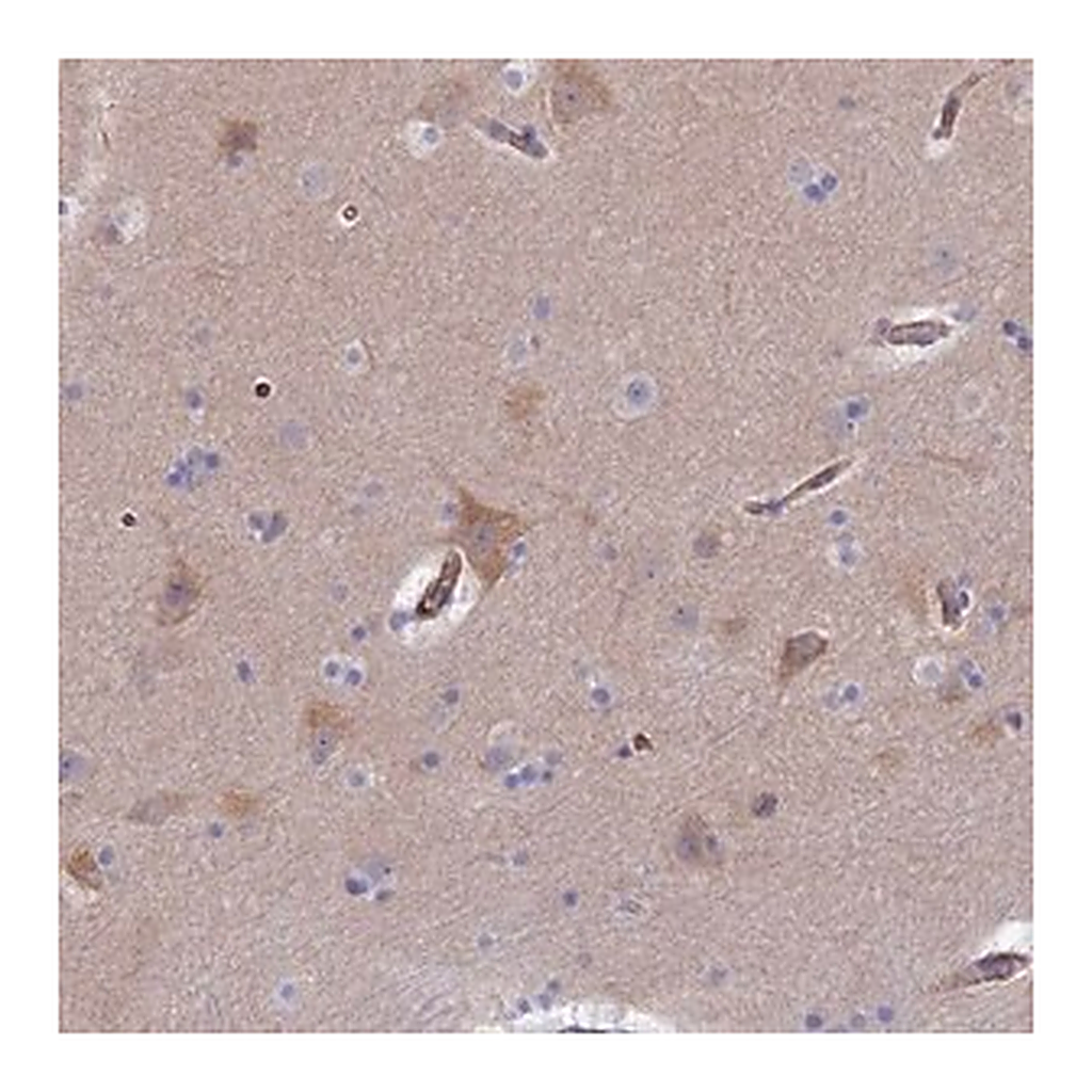 Merck Anti-CLVS2 antibody produced in rabbit