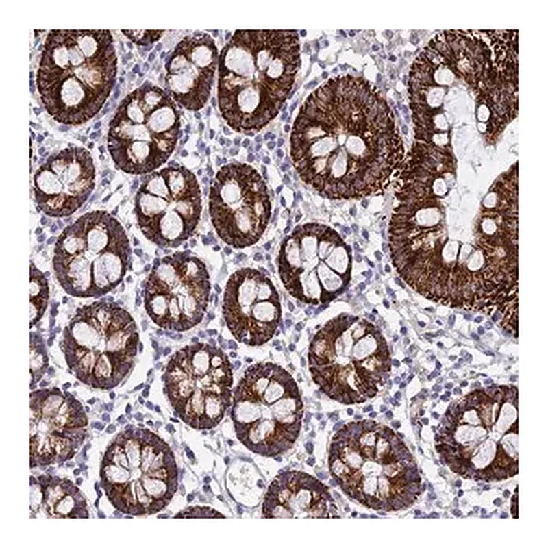 Merck Anti-MS4A5 antibody produced in rabbit