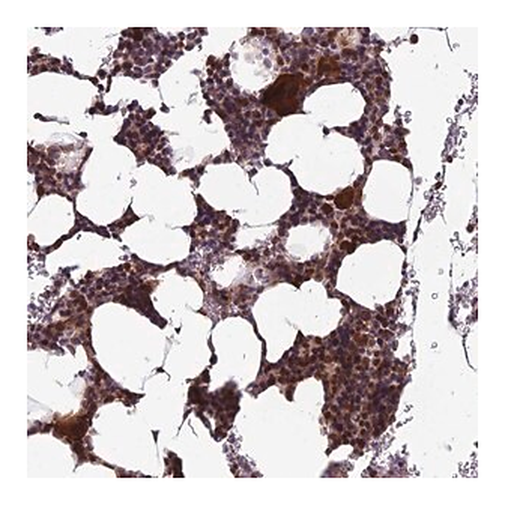 Merck Anti-CCDC183 antibody produced in rabbit