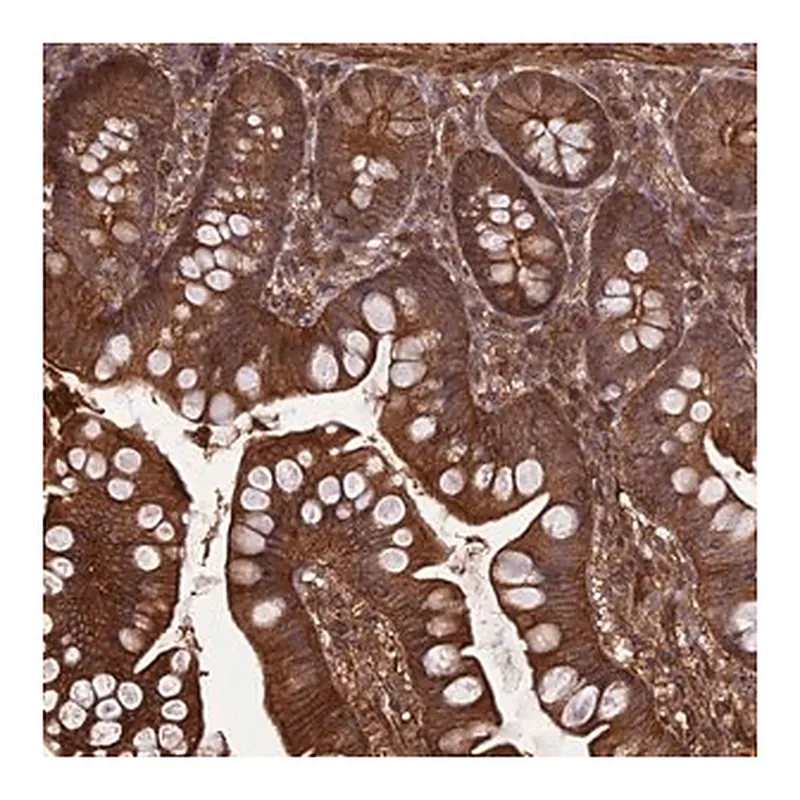 Merck Anti-FCHSD1 antibody produced in rabbit