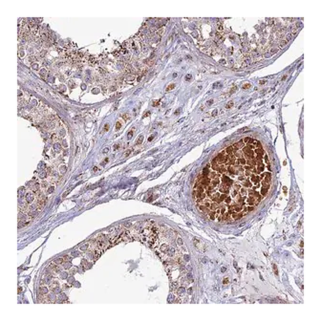Merck Anti-SLC35F4 antibody produced in rabbit