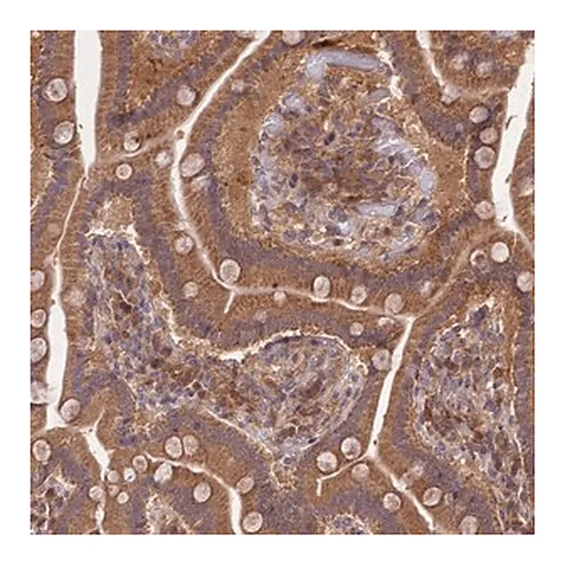 Merck Anti-TRIM40 antibody produced in rabbit