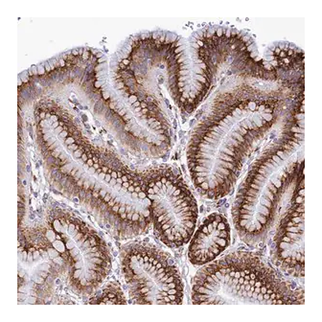 Merck Anti-TUBGCP6 antibody produced in rabbit