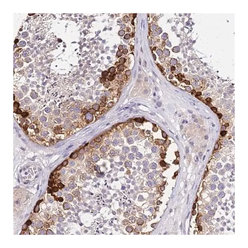 Merck Anti-HERC5 antibody produced in rabbit
