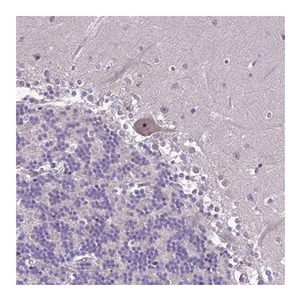 Merck Anti-ZNF333 antibody produced in rabbit