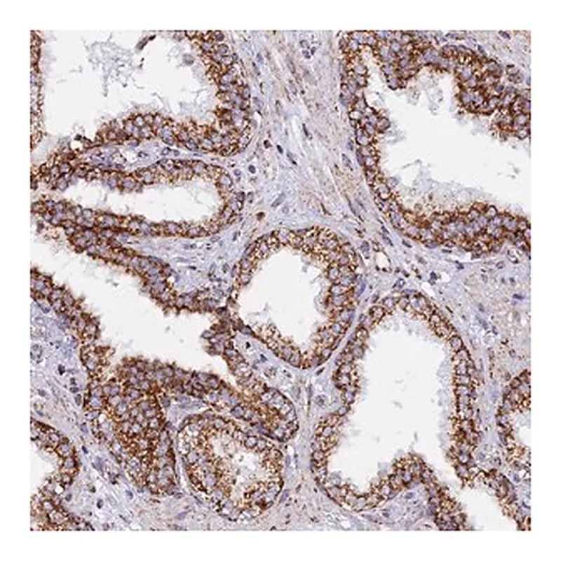 Merck Anti-NDUFB6 antibody produced in rabbit