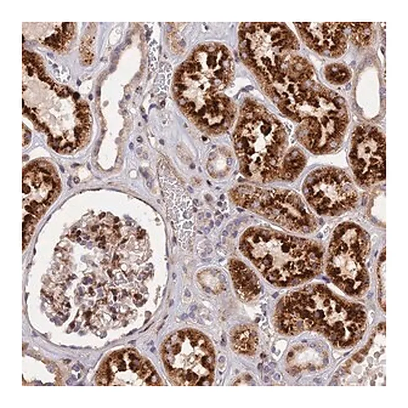 Merck Anti-CPSF4L antibody produced in rabbit