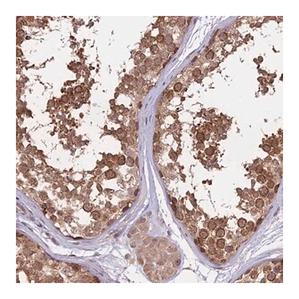 Merck Anti-FABP12 antibody produced in rabbit