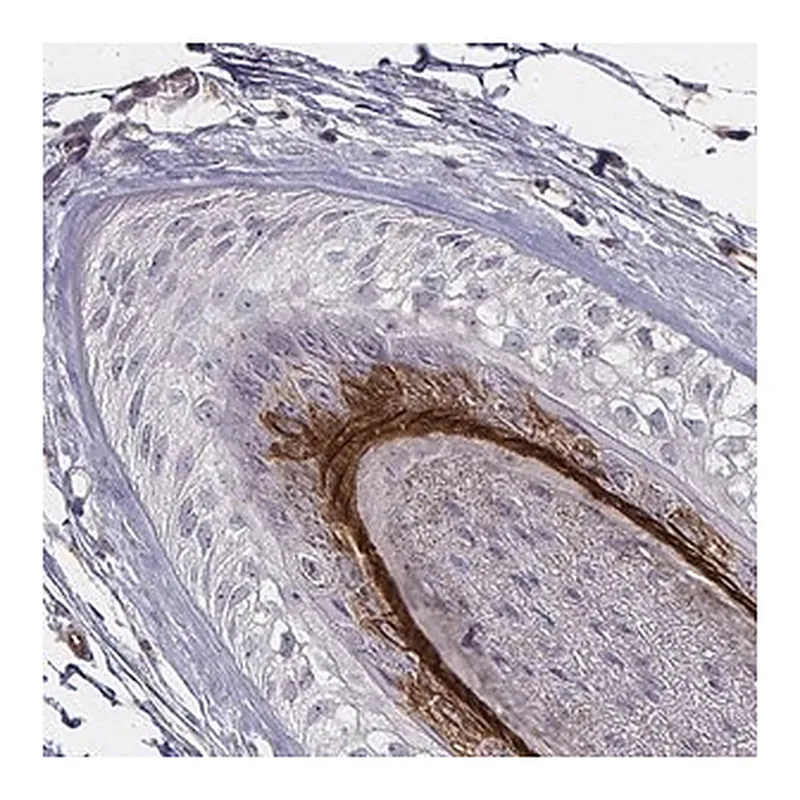 Merck Anti-KRT73 antibody produced in rabbit