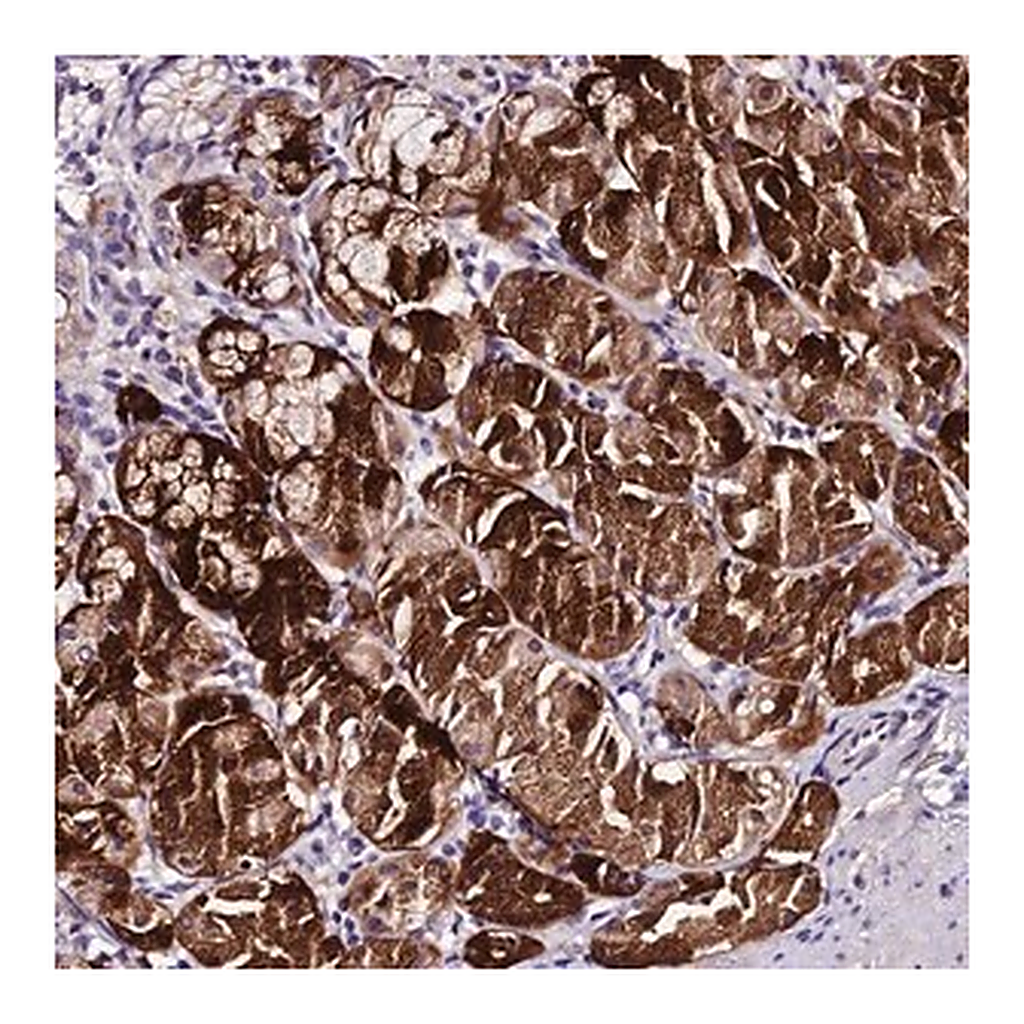 Merck Anti-MB21D2 antibody produced in rabbit