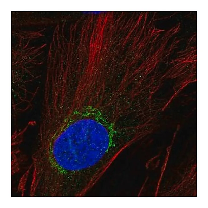 Merck Anti-ADAMTSL5 antibody produced in rabbit