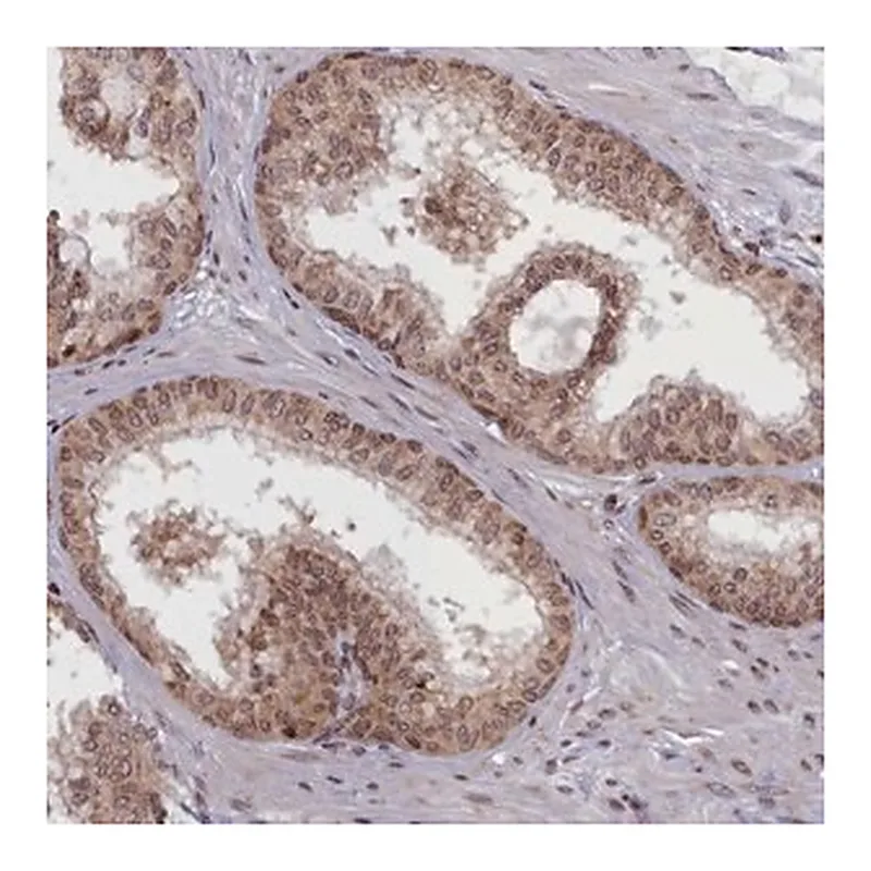 Merck Anti-RABL6 antibody produced in rabbit