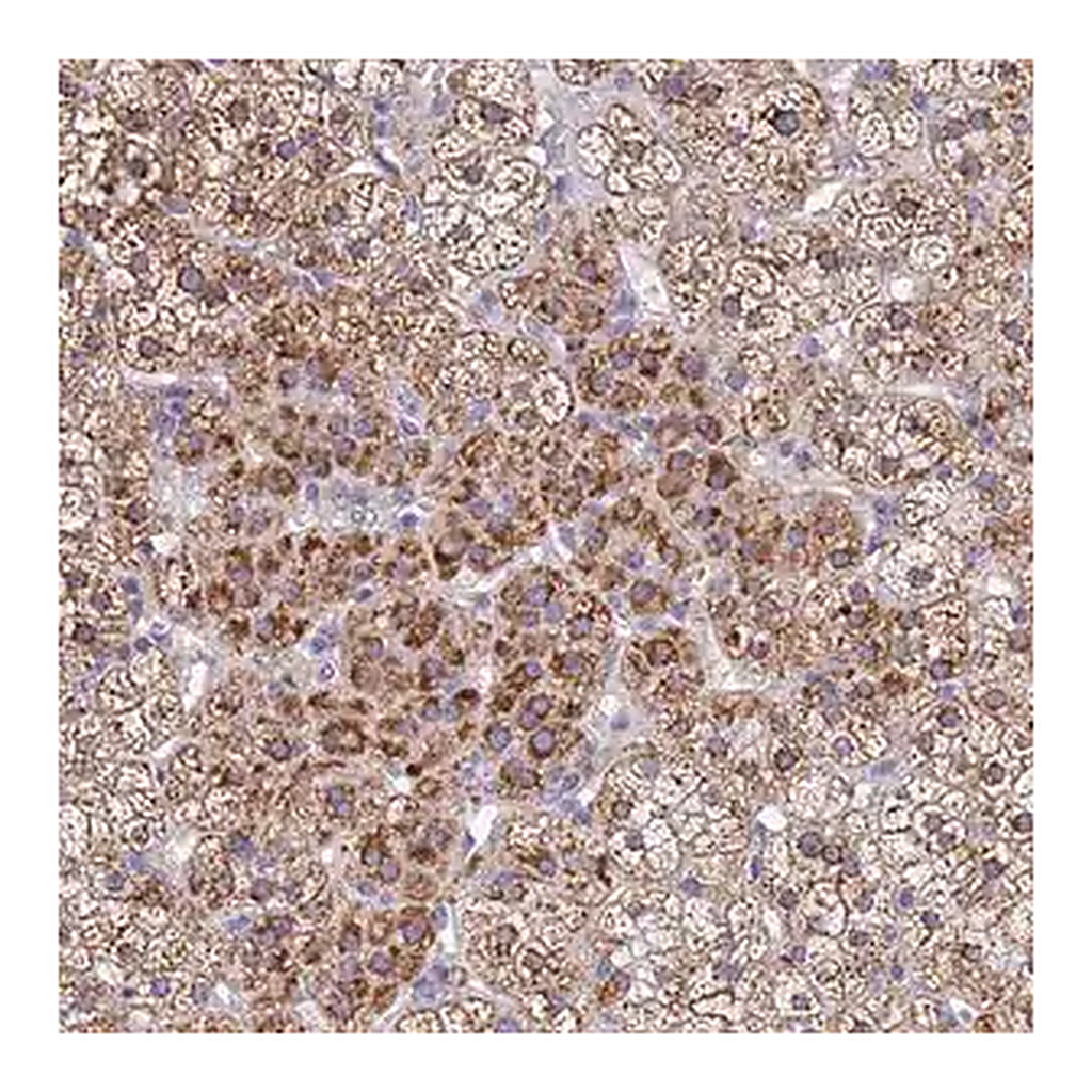 Merck Anti-SDR39U1 antibody produced in rabbit