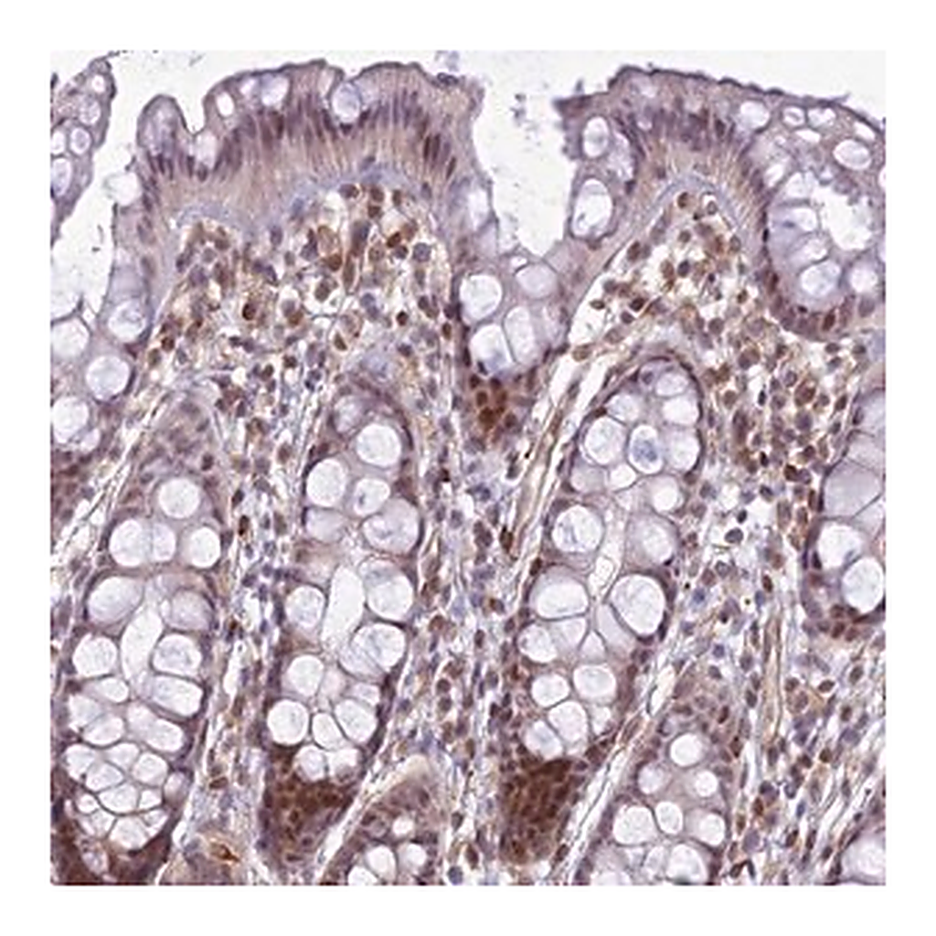 Merck Anti-SAPCD2 antibody produced in rabbit