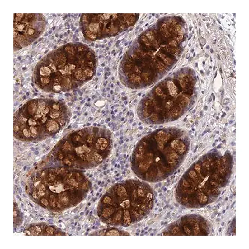 Merck Anti-CCDC66 antibody produced in rabbit
