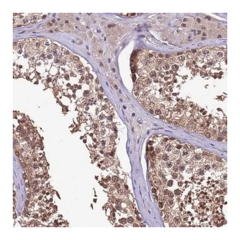 Merck Anti-ZFP69B antibody produced in rabbit