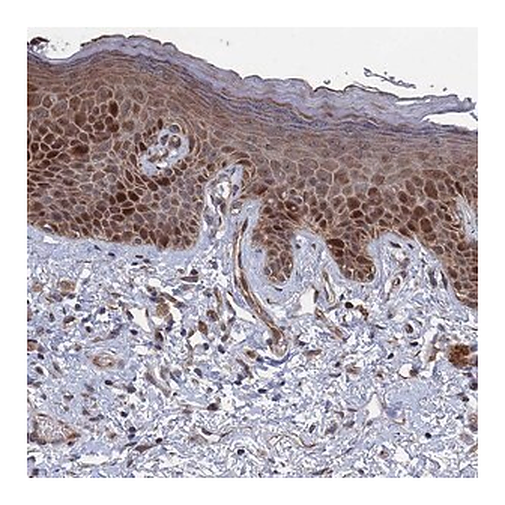 Merck Anti-GTF2IRD1 antibody produced in rabbit